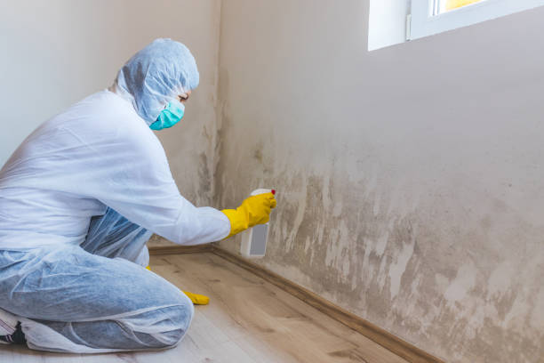 Licensed Black Mold Remediation service in Doylestown, PA - Car Mold Remediation