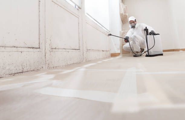 24/7 Emergency Black Mold Remediation experts in Doylestown, PA