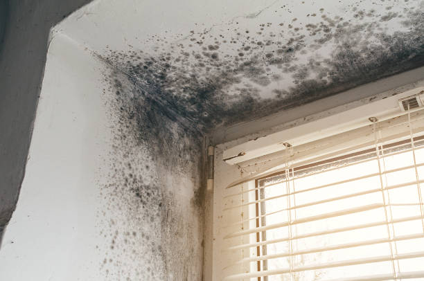 Affordable Black Mold Remediation solutions in Doylestown, PA