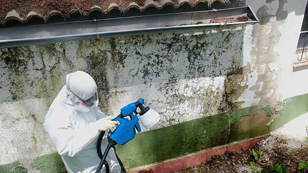 Top rated local Black Mold Remediation specialists in Doylestown, PA
